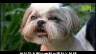 狗狗101---西施犬