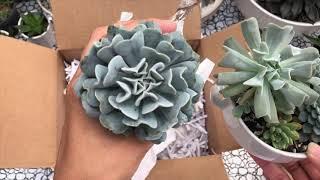 Swap unboxing from succulent living by Marija 3/30/19