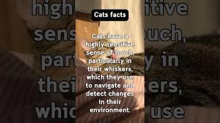 Captivating Cat Facts #behavior #pets #curious