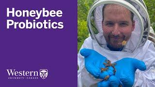 Probiotics positively influence honeybee health, Western research finds