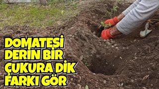 Domatesi Derin Bir Çukura Dik Farkı Gör