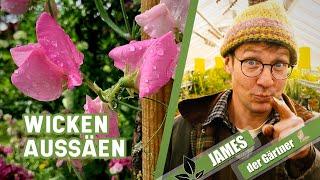 Wicken aus Samen selber ziehen, so klappt’s! | James der Gärtner