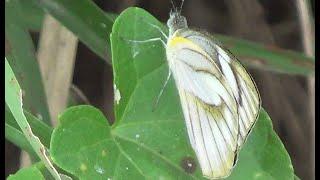 Striped Albatross (Female) - Appias libythea (SHRIKANT MADHAV KELKAR)