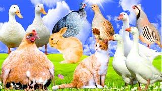 Lovely Animal Moments:Geese, Ducks, Rabbit, Puppies, Patridge, Guineafowl, Parrot-Farm Animal Sounds