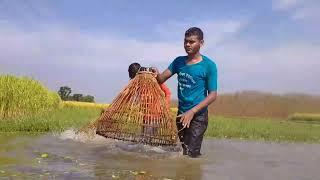 Village Ponds In Amazing Fish Catching | Amazing Polo Fishing | Mr Fun Box 37