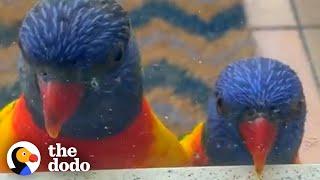 Rainbow Lorikeet Couple Get Jealous When Birds Visit Their Favorite Lady | The Dodo Wild Hearts