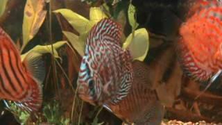 Discus from the best tropical fish shop in the North East (near Newcastle)