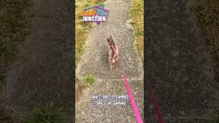 Famous Dogs In Gaming? #shorts #fyp #dogs #gaming #videogames #retro #funny #lol #hilarious #games