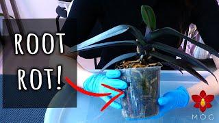 Saving Phalaenopsis Orchid with Root Rot - Orchid Care for Beginners