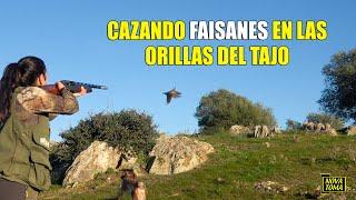 CAZANDO FAISANES EN LAS ORILLAS DEL TAJO