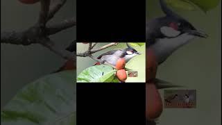 Chào Mào Mái Dụ Trống Cực Hay – File Gọi Bổi Chuẩn Bài #shorts #chaomao #chaomaomai #chaomaohotdau
