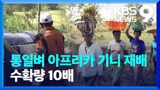 우리 볍씨 10kg, 2천톤 수확으로…아프리카서 쌀 희망프로젝트 [9시 뉴스] / KBS  2024.12.25.