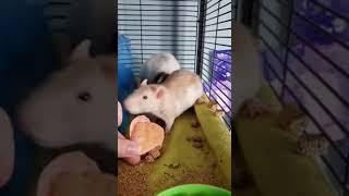 Beatrix & Calliope eating raspberry pancakes for valentines day!