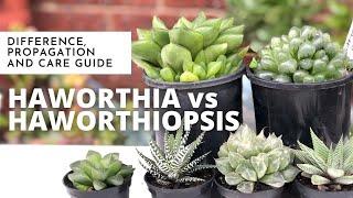 HAWORTHIA VS HAWORTHIOPSIS : Difference, Propagation and Care Guide / EASY SUCCULENT to GROW