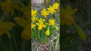 Cute Little Tete-a-Tete Daffodils (Narcissus) Already Blooming for the Year!