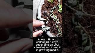 How to Grow Ice Plant From Cuttings | How to Plant Corpuscularia Lehmannii