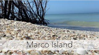Looking for Sea Shells in Florida. What Beautiful Sea Shells Will be on the Beach Today?