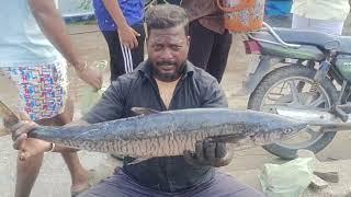 வஞ்சரம் மீன் நைஸ் கட்டிங் 5kg