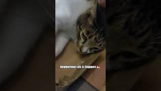 Sg feeds their community cats well  #cat #animals #communitycats #neighborhoodcats #catsanctuary