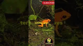 Dart Frogs: Nature's Tiny Toxins!#animals #shortsfeed #shorts #usa #uk