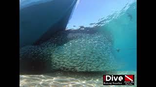 Caranx vs sardine