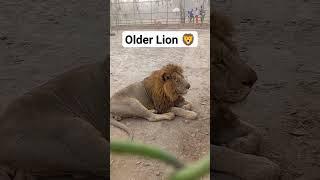 older Lion  in Vehari Zoo #youtubeshorts #animals #viral #lion #cat #cute #zoo