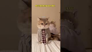 【#薄荷猫猫甜不甜】原来小猫咪也会冷战!我应该先劝谁?#薄荷猫猫 #治愈系猫咪 #仙女猫