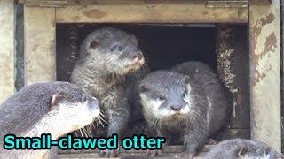 Small-clawed otter family 35