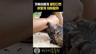 거북이에게 물린다면 어떻게 대처할까