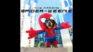 The Amazing Spider-Weenie!