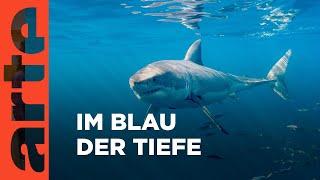 Im Blau der Tiefe | Unsere Ozeane Reupload | ARTE Family