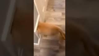 보고 또봐도 웃기는 동물 영상.    So Funny Animals videos 2022.
