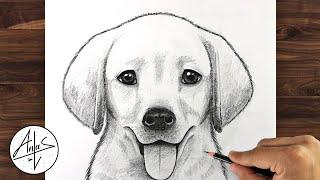 How To Draw a DOG (GOLDEN LAB PUPPY) | Drawing Tutorial