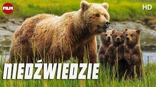 Niedźwiedzie | Film Dokumentalny | IMAX | Lektor PL | HD | Całość | Za darmo | Film przyrodniczy