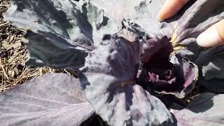 Dealing with Cabbage Soft Rot in Winter!