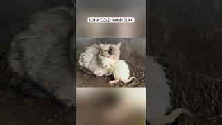 Poor Cat Crying for help But no one helped them  #shorts #cat #rescue