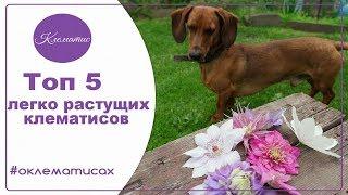  Топ 5 легко растущих клематисов, лучшие сорта клематисов