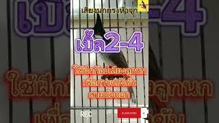 เสียงนกกรงหัวจุกเบิ้ล2-4 #นกกรงหัวจุก #นกเบิ้ลอาชีพ #นกเบิ้ล #นกเบิ้ล2 #นกเบิ้ล3 #นกเบิ้ล4 #chào