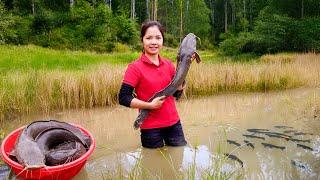 Harvesting Giant Fish Goes To Market Sell – Hana Daily Life 686 | Farm Life