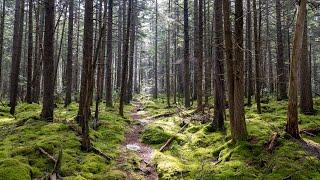 Cranberry Wilderness Backpacking (West Virginia) - May 2020