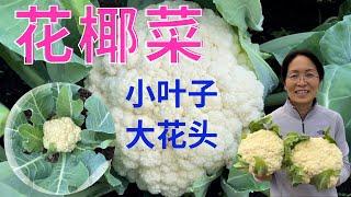 怎样使花椰菜尽早的结球.  #家庭有机种植 （点击CC观看字幕）