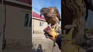 Куш #hunting #eagle #ястреб