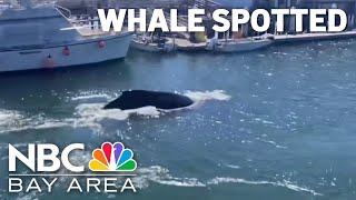 Whale spotted in Half Moon Bay