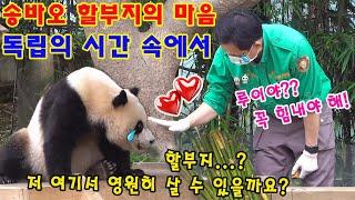 세상에나!  후이바오 는 몇 시간 동안 계속해서 엄마를 만나고 싶다고 떼를 썼어요  할부지는 눈물을 참지 못하고 푸바오와 이별하던 그날을 떠올렸습니다.