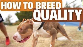 How to Breed the Best Bully (Pocket, Standard, XL)