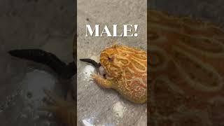 PACMAN FROG GENDER?! #youtubeshorts #shorts #pacmanfrog #animals #frog  #howto