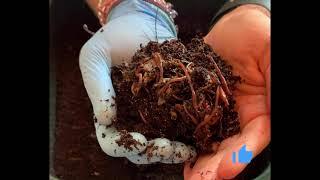 2000+ Red Wiggler & Blue Composting Worms Feeding #7 Vermihut Indoor Worm Bin Vermicompost Worm Farm