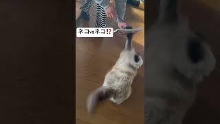 猫のお面見せてみたら.. (ヒマラヤン)負けられない戦い                                  #ねこ #shorts#short #ねこぱんち#cat#人マニア