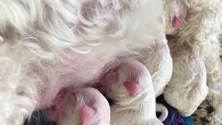 Bichon Frise Puppies feeding 2016