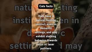 Charming Cat Insights #behavior #pets #delightful